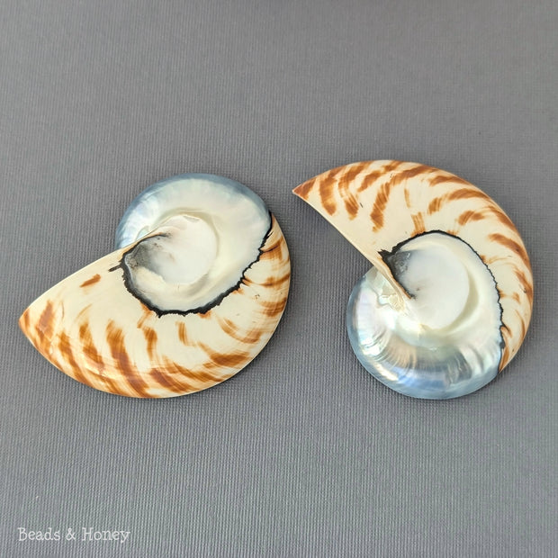 Nautilus Shell Cabochon Matched Pair Blue-Gray/Tiger 70mm (Set of 2) - B