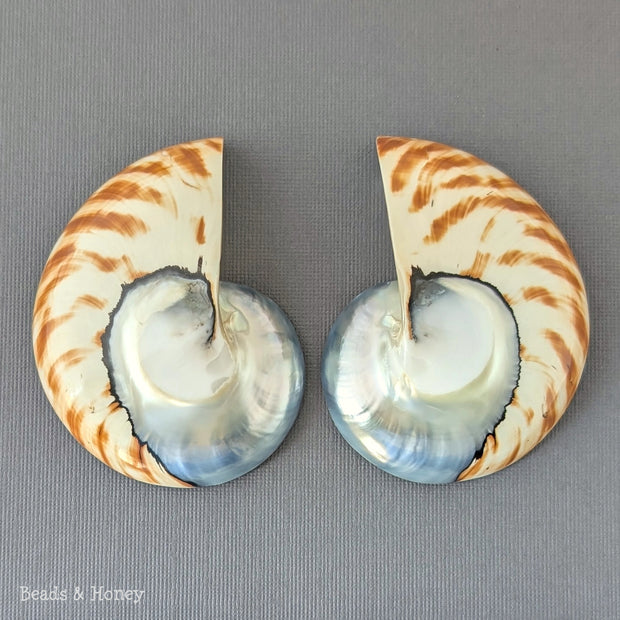 Nautilus Shell Cabochon Matched Pair Blue-Gray/Tiger 70mm (Set of 2) - B