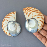 Nautilus Shell Cabochon Matched Pair Blue-Gray/Tiger 70mm (Set of 2) - B