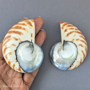 Nautilus Shell Cabochon Matched Pair Blue-Gray/Tiger 70mm (Set of 2) - B