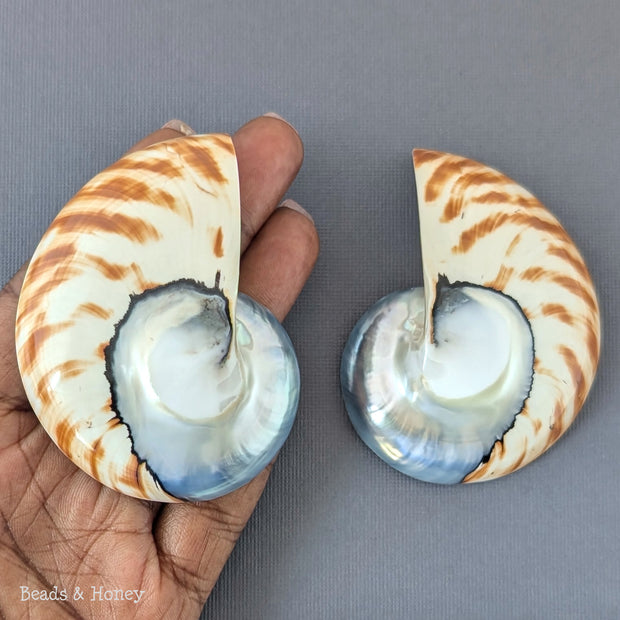 Nautilus Shell Cabochon Matched Pair Blue-Gray/Tiger 70mm (Set of 2) - B