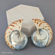 Nautilus Shell Cabochon Matched Pair Blue-Gray/Tiger 70mm (Set of 2) - B