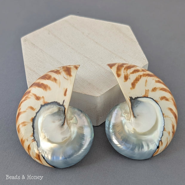 Nautilus Shell Cabochon Matched Pair Blue-Gray/Tiger 70mm (Set of 2) - B