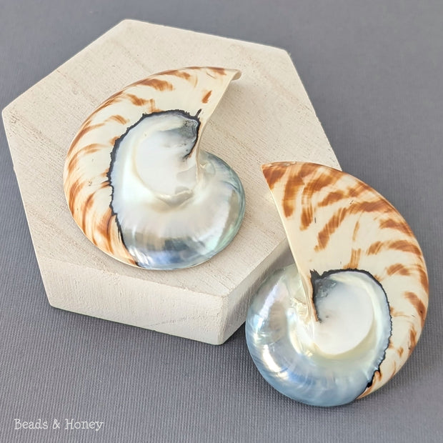 Nautilus Shell Cabochon Matched Pair Blue-Gray/Tiger 70mm (Set of 2) - B