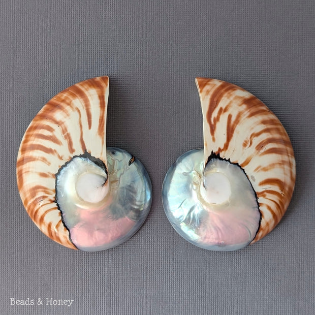 Nautilus Shell Cabochon Matched Pair Blue-Gray/Tiger 70mm (Set of 2) - C