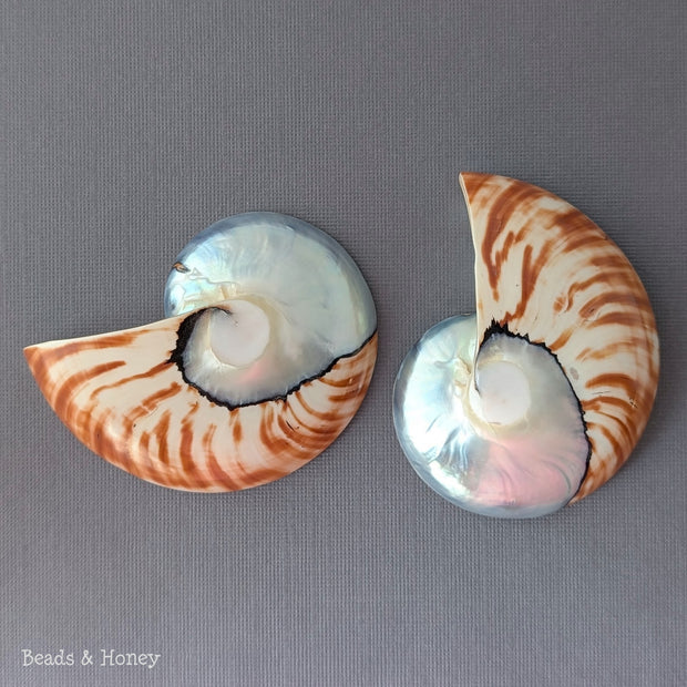Nautilus Shell Cabochon Matched Pair Blue-Gray/Tiger 70mm (Set of 2) - C