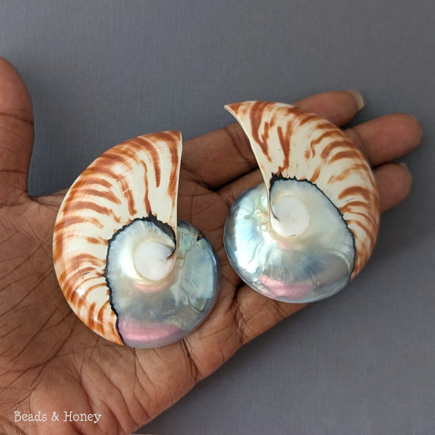 Nautilus Shell Cabochon Matched Pair Blue-Gray/Tiger 70mm (Set of 2) - C