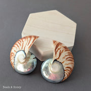 Nautilus Shell Cabochon Matched Pair Blue-Gray/Tiger 70mm (Set of 2) - C