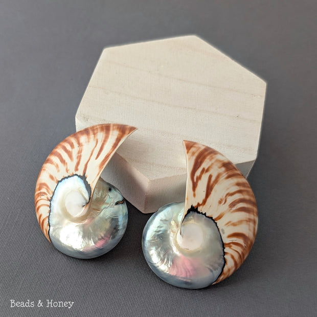Nautilus Shell Cabochon Matched Pair Blue-Gray/Tiger 70mm (Set of 2) - C