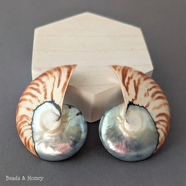 Nautilus Shell Cabochon Matched Pair Blue-Gray/Tiger 70mm (Set of 2) - C