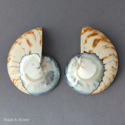 Nautilus Shell Cabochon Matched Pair Blue-Gray/Tiger 70mm (Set of 2) - G