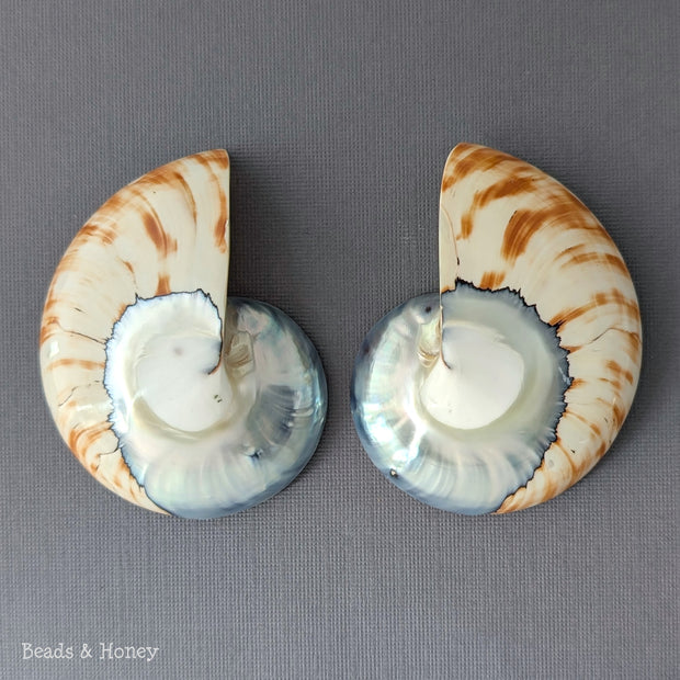 Nautilus Shell Cabochon Matched Pair Blue-Gray/Tiger 70mm (Set of 2) - G