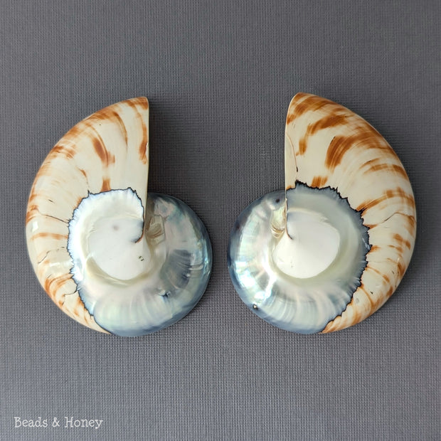 Nautilus Shell Cabochon Matched Pair Blue-Gray/Tiger 70mm (Set of 2) - G