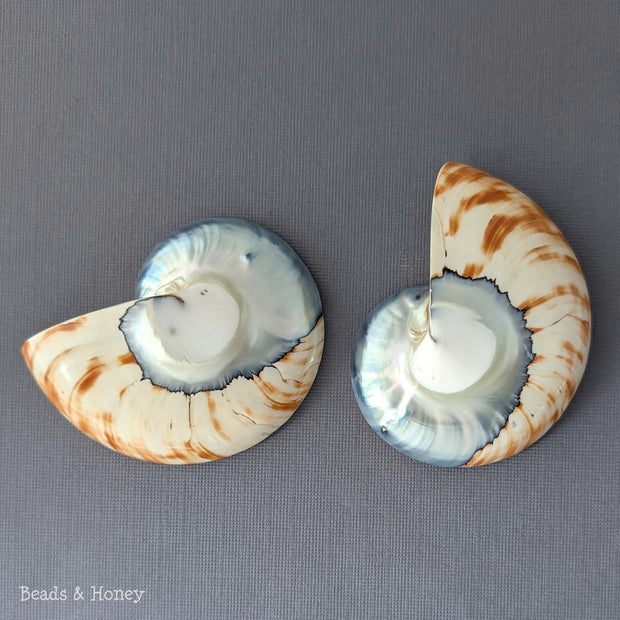 Nautilus Shell Cabochon Matched Pair Blue-Gray/Tiger 70mm (Set of 2) - G
