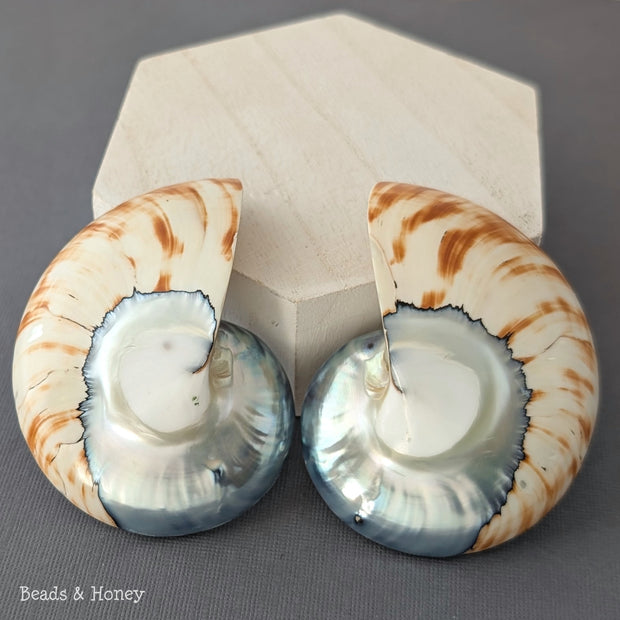 Nautilus Shell Cabochon Matched Pair Blue-Gray/Tiger 70mm (Set of 2) - G