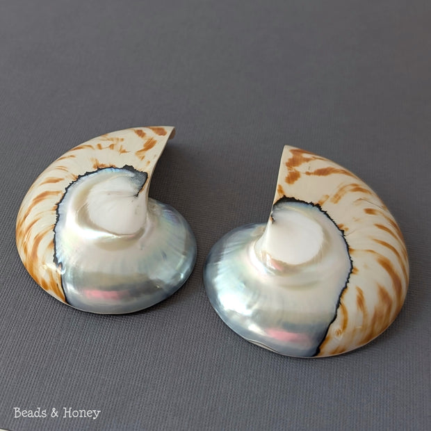 Nautilus Shell Cabochon Matched Pair Blue-Gray/Tiger 70mm (Set of 2) - F