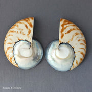 Nautilus Shell Cabochon Matched Pair Blue-Gray/Tiger 70mm (Set of 2) - F