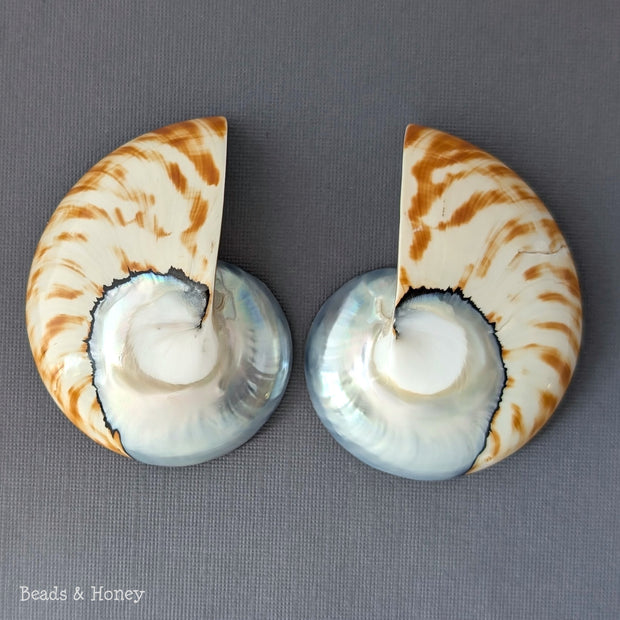 Nautilus Shell Cabochon Matched Pair Blue-Gray/Tiger 70mm (Set of 2) - F