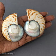 Nautilus Shell Cabochon Matched Pair Blue-Gray/Tiger 70mm (Set of 2) - F
