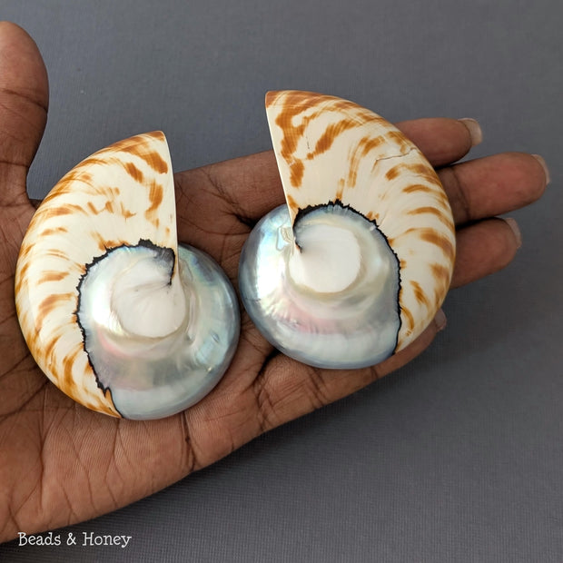 Nautilus Shell Cabochon Matched Pair Blue-Gray/Tiger 70mm (Set of 2) - F