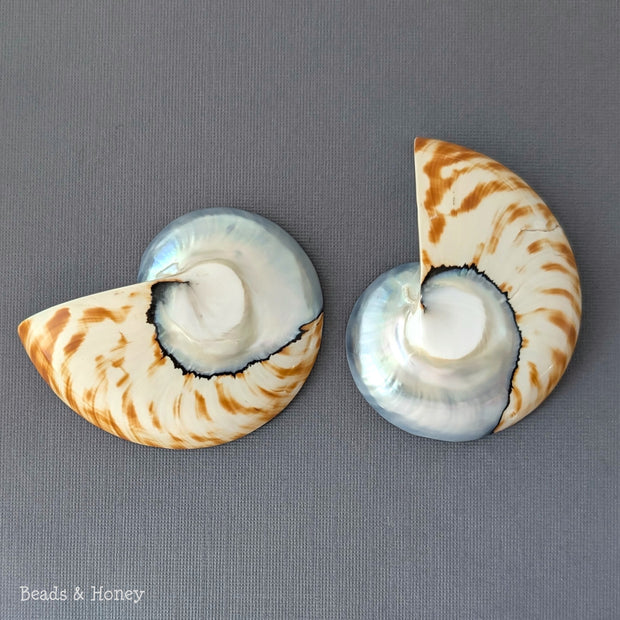 Nautilus Shell Cabochon Matched Pair Blue-Gray/Tiger 70mm (Set of 2) - F