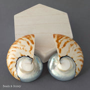 Nautilus Shell Cabochon Matched Pair Blue-Gray/Tiger 70mm (Set of 2) - F