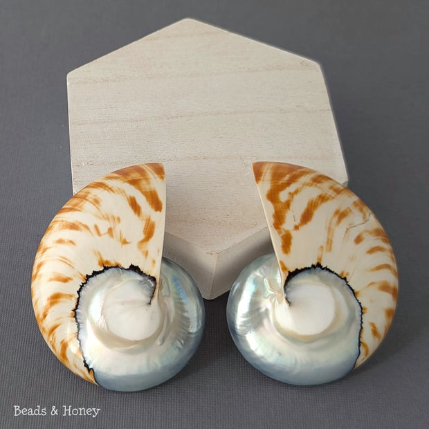 Nautilus Shell Cabochon Matched Pair Blue-Gray/Tiger 70mm (Set of 2) - F
