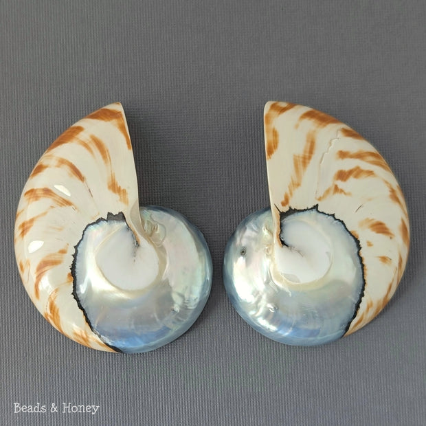 Nautilus Shell Cabochon Matched Pair Blue-Gray/Tiger 70mm (Set of 2) - A