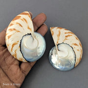 Nautilus Shell Cabochon Matched Pair Blue-Gray/Tiger 70mm (Set of 2) - A