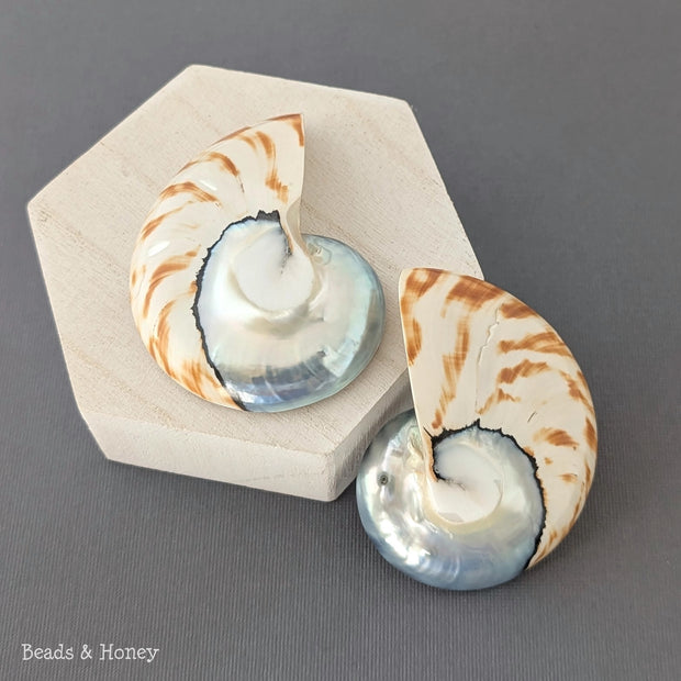 Nautilus Shell Cabochon Matched Pair Blue-Gray/Tiger 70mm (Set of 2) - A