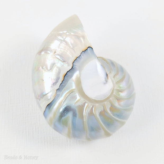 Whole Nautilus Shell Pendant White/Blue "Tail of Mermaid" 30x38mm (1pc)