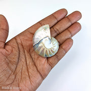 Whole Nautilus Shell Pendant "Tail of Mermaid" White/Blue 44x34mm (1pc)