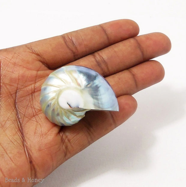 Whole Nautilus Shell Pendant "Tail of Mermaid" Blue/Silver 38x30mm (1pc)