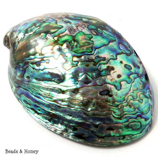 Whole Abalone Shell Polished 4-5in (1pc)