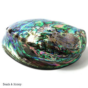 Whole Abalone Shell Polished 4-5in (1pc)