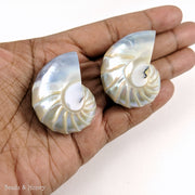 Whole Nautilus Shell Pendant "Tail of Mermaid" Blue/Silver 38x30mm (1pc)