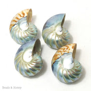 Nautilus Shell "Tail of Mermaid" Drilled 30-35mm x 38-45mm (1pc)